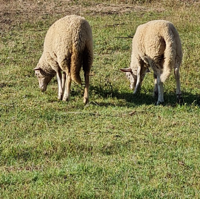 Casal de ovelhas