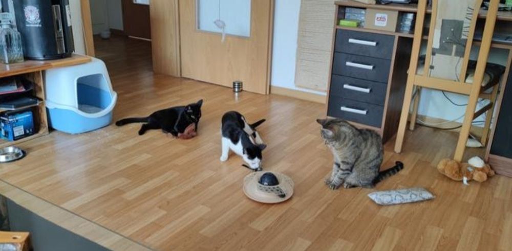 Интерактивная игрушка для кошек Ane One Германия