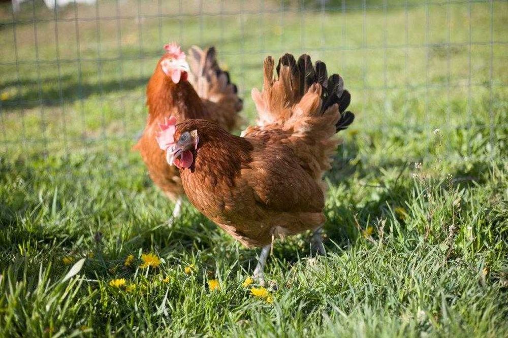 Młode nioski ogólnoużytkowe Rosa dowóz gratis