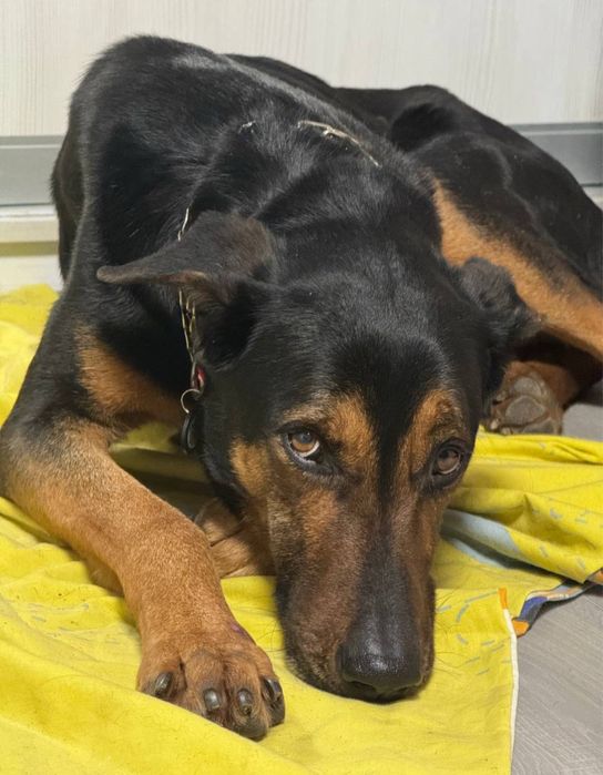 Безкоштовно у добрі руки