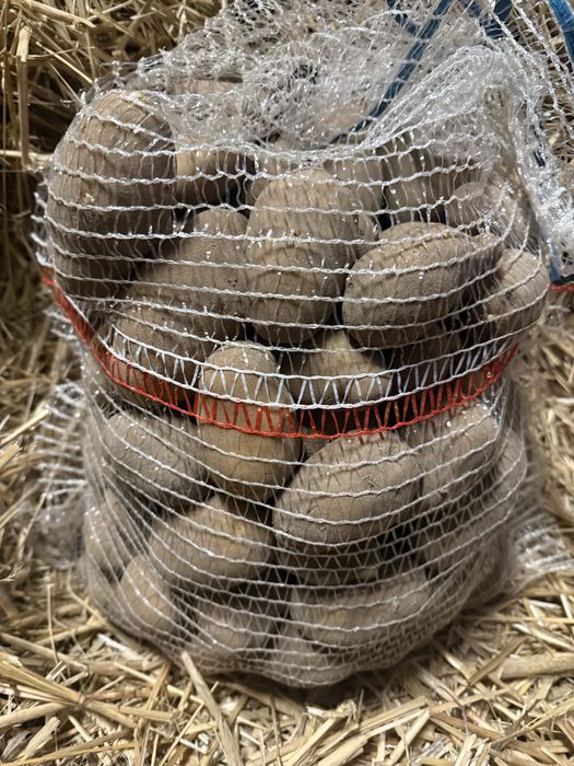 Ziemniaki jadalne Irys