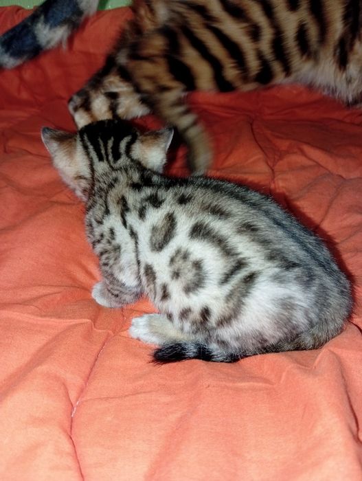 Бенгальский котёнок бенгалы