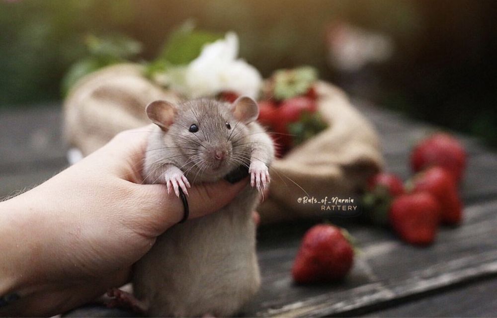 Щурята Дамбо - Крысяьа дамбо