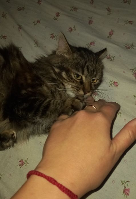 Кішечка стерелізоівана безкоштовно в добрі руки