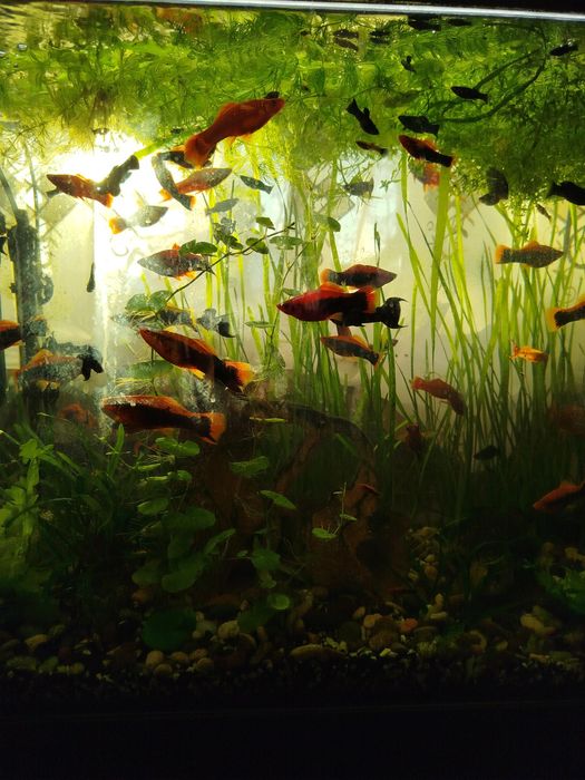 Акваріумні рибки меченосці