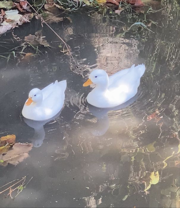 Ovos de Mignon/Call duck