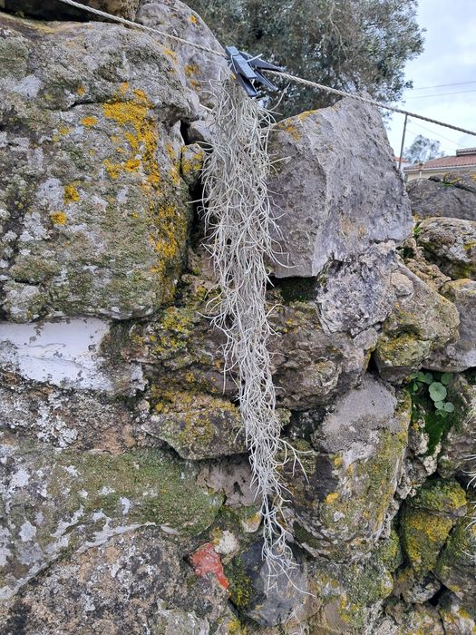 Tillandsia “Barbara de Velho”,  planta aérea
