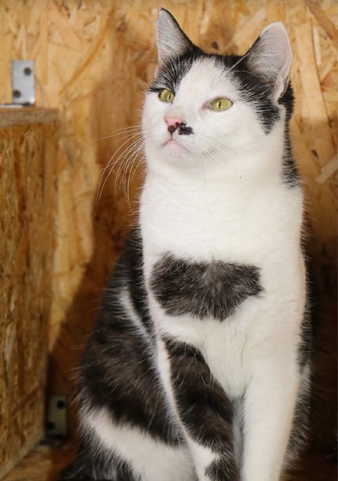 Чак 2 года, котенок, котик, кот