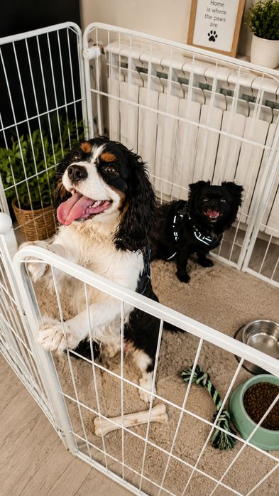 Uroczy piesek Cavalier