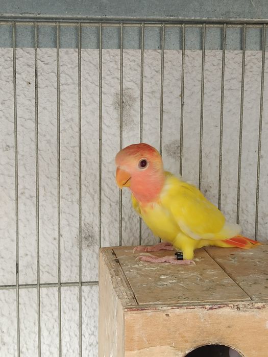 Rosicoli novo mês e meio