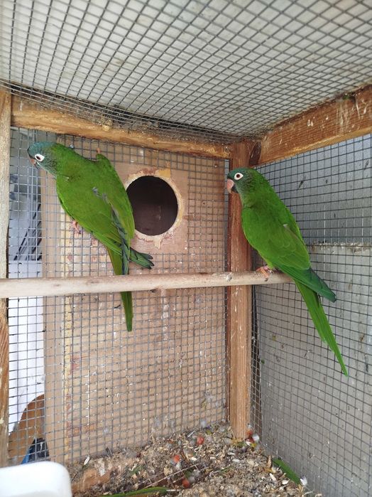 Casal Conure cabeça azul
