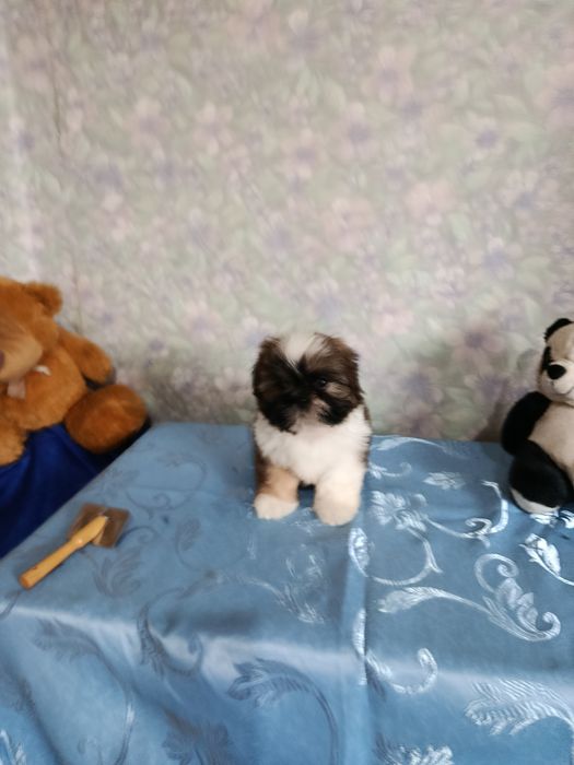 Продаются щенки ши тцу