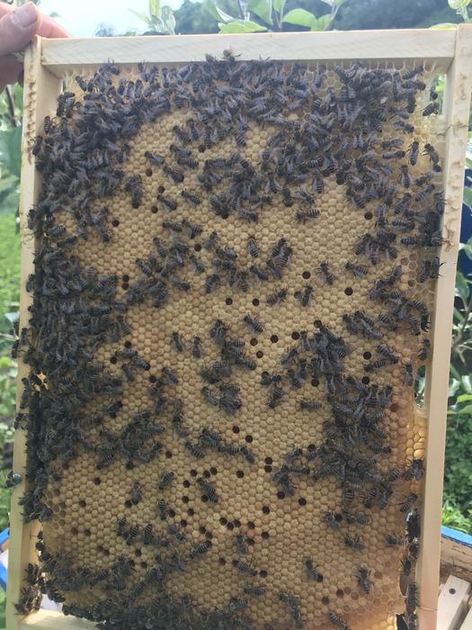 Продам Бджолопакети  (3+1)