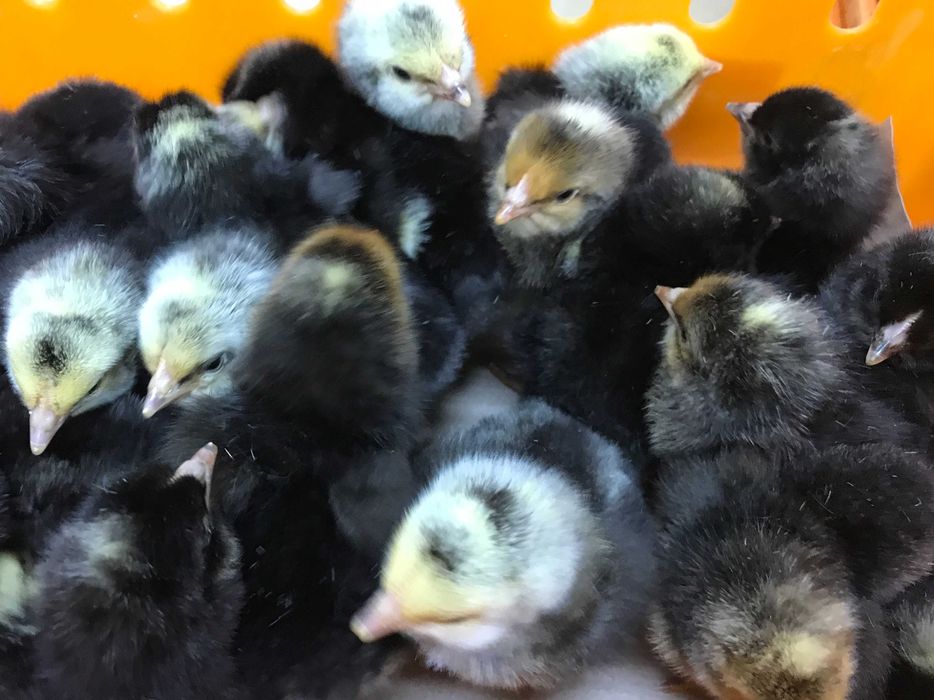 Kurczaki pisklęta nioski, mięsne, Blueshell, Greenshell, Sussex, Rosa,