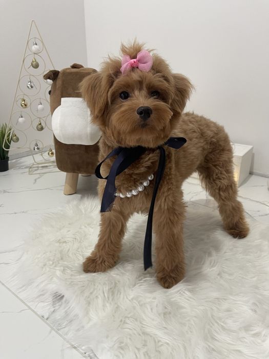 Міні-принцеси Помапу чекають на свої сімї