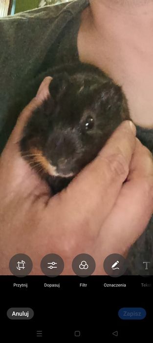 Oddam za darmo świnki morskie 2