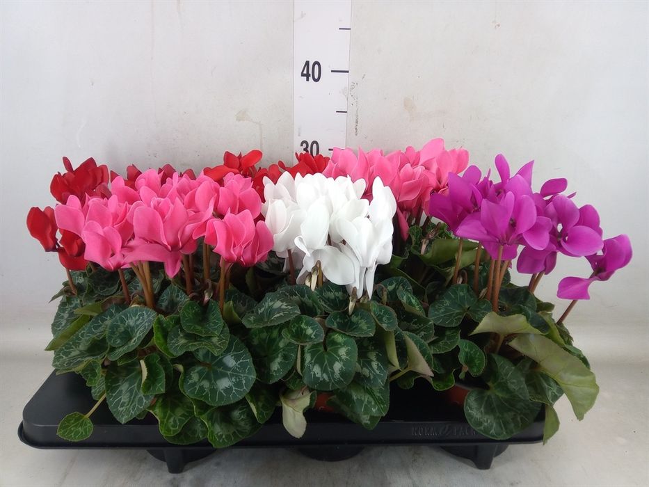 Кімнаті Рослини Вазони оптом