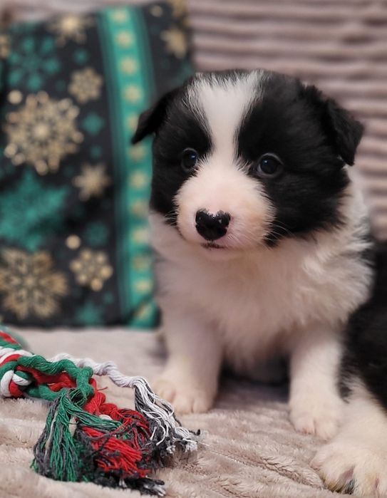 Border Collie piesek