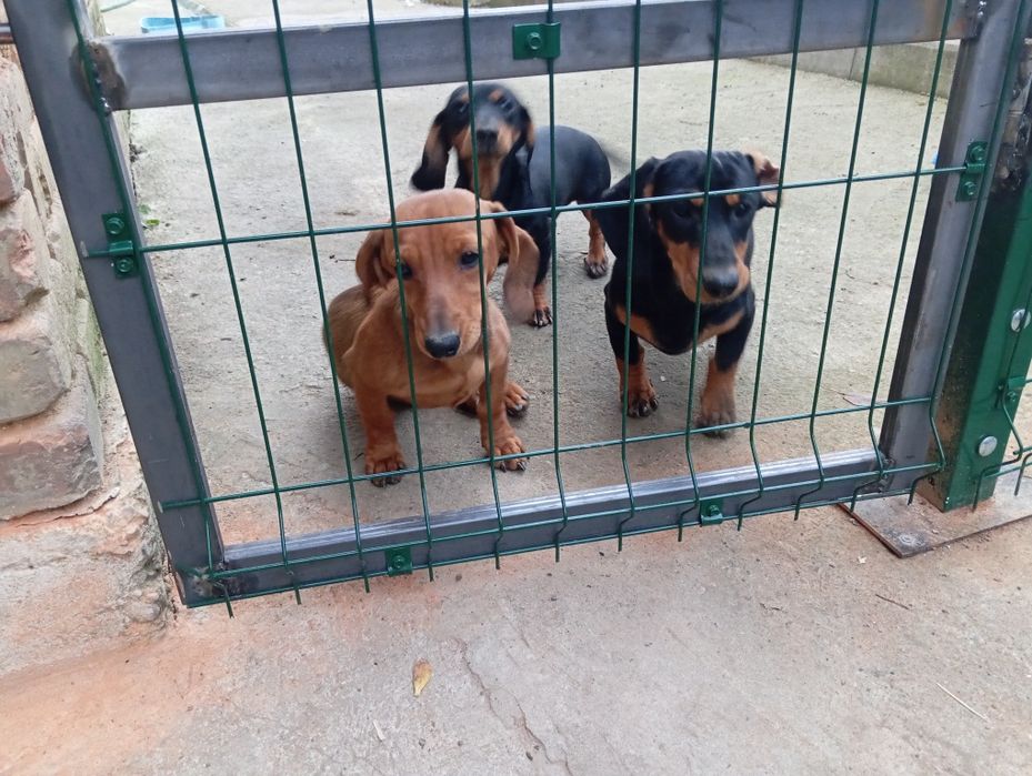 Таксинята дівчатка 6_х місячні