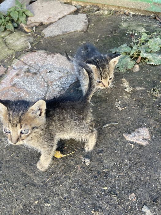 Котенятка гарненькі шукають свою родину