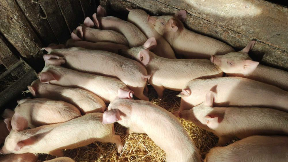 Продам поросят різного віку