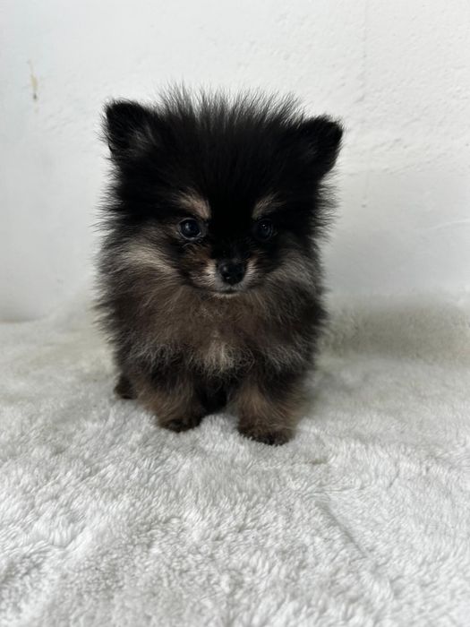 Spitz alemão anão/ lulu pomerania micro