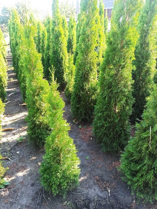 Туя смарагд Thuja smaragd (ялівець, можжевельник, можевельник)