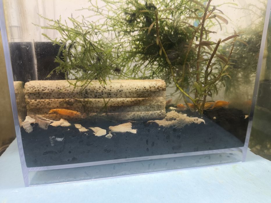 Neocaridina orange
