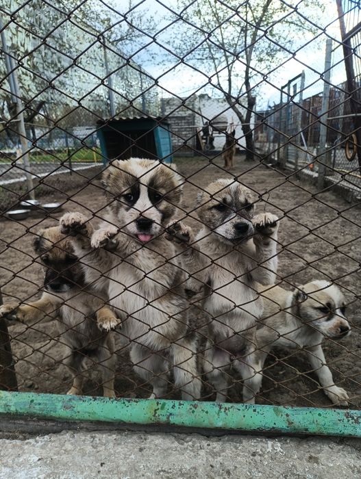 Среднеазиатская овчарка САО Туркменский алабай