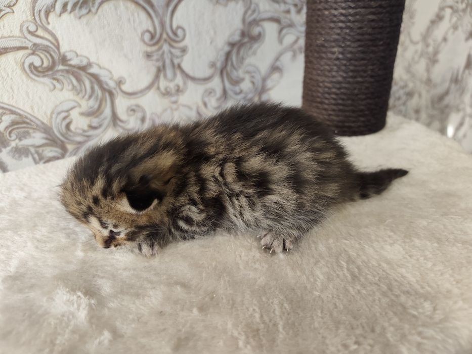 Яркие малыши"Scottish Fold и Straight"