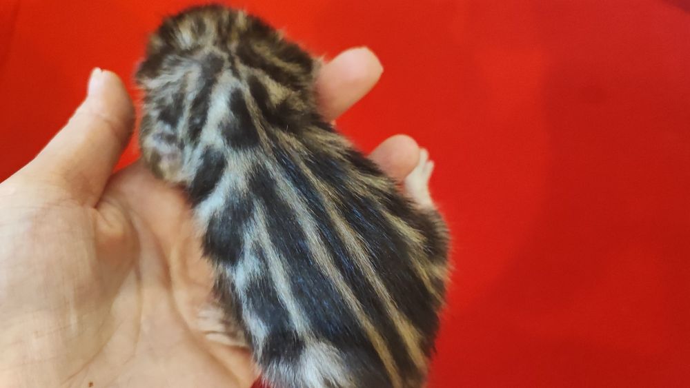 Бронювання бенгальських кошенят. Документи клубу WCF