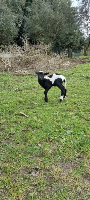 Borrego x Dorper