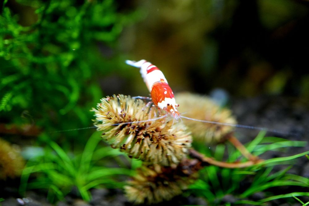 Krewetki Caridina Crystal Red.