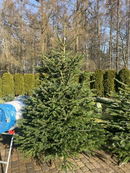 SOSNOWIEC CHOINKI świeże jodła świerk cięte doniczkowe śląsk