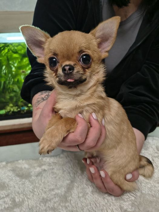 Продам мальчика чихуахуа