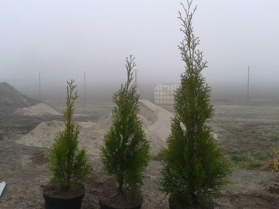 Thuja Smaragd wys  100-120 cm doniczka 3l