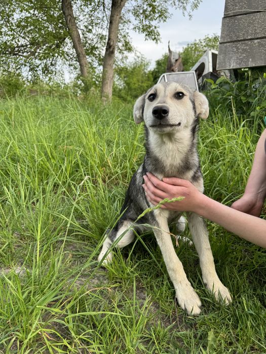 Метис Хаскі