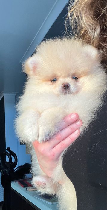 Lulu da pomerânia  fêmea com LOP pronta para entrega