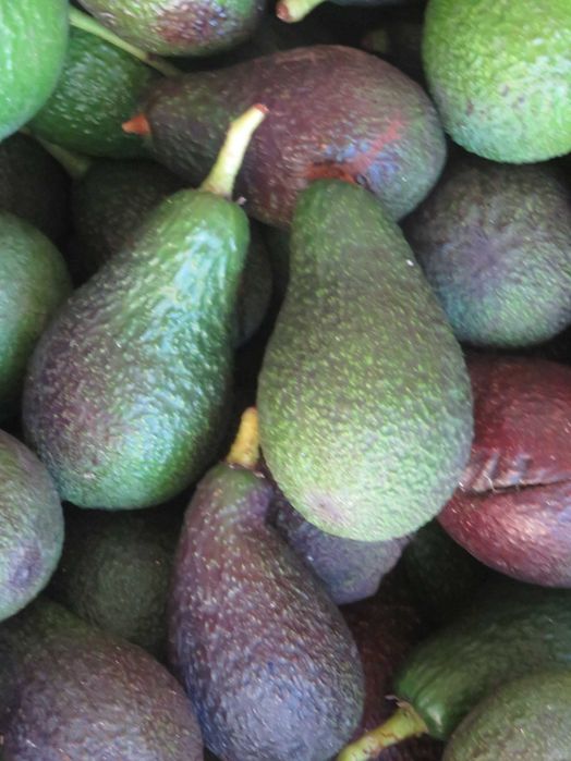 Abacate Biológico de Produção Nacional