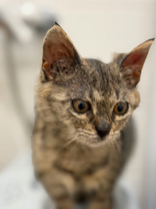 Отдам двух котях метис