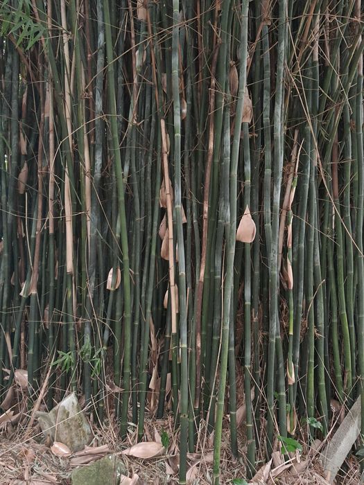 Canas  de  bambu