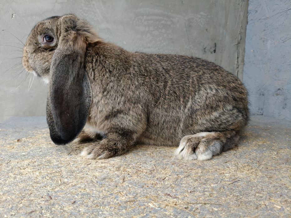 Francuski Baran Szary