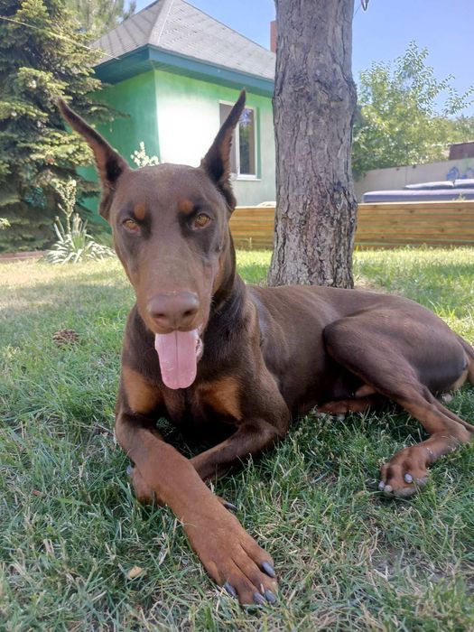 Щенки доберман  Д/Р 09.07.2025