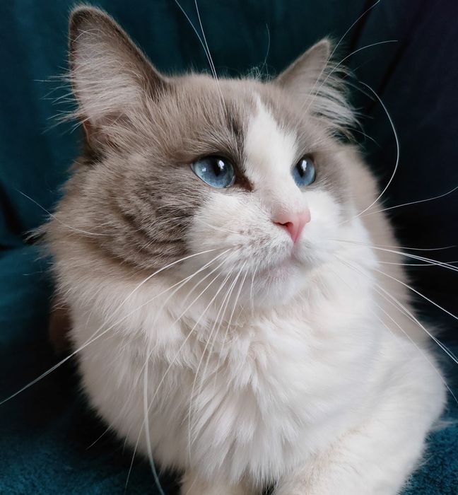 Przekochany chłopczyk Ragdoll szuka domu