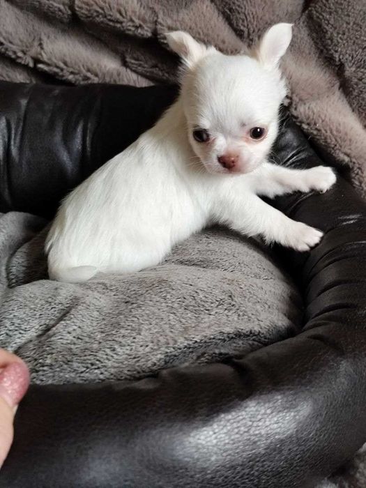 Чихуа для самых лучшим мам и пап