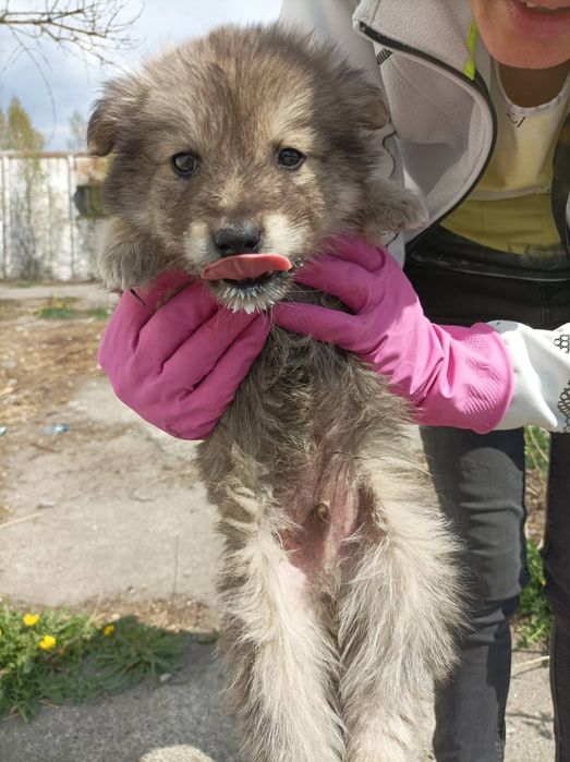 Подарую гарних  цуценят малих розмірів