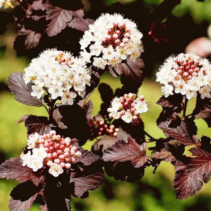 Пухироплідник калинолистий Ред Барон