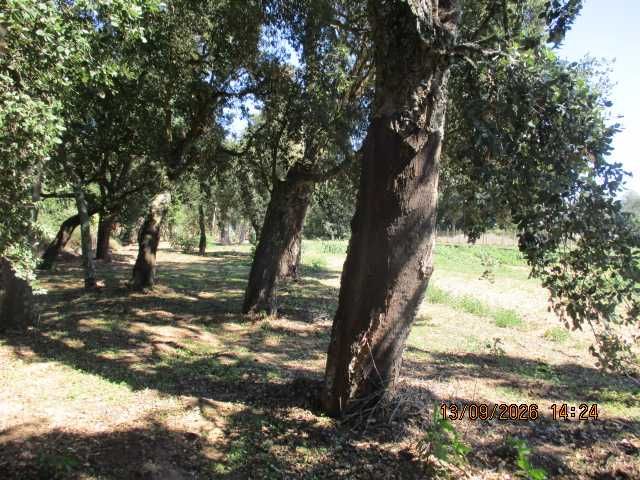 Venda de cortiça nos sobreiros