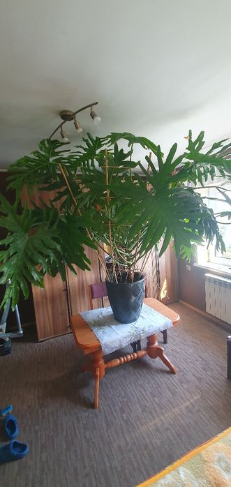 Kwiat Monstera Philodendron