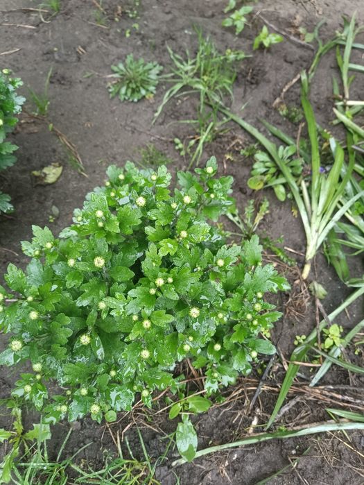 Хризантема мультифлора